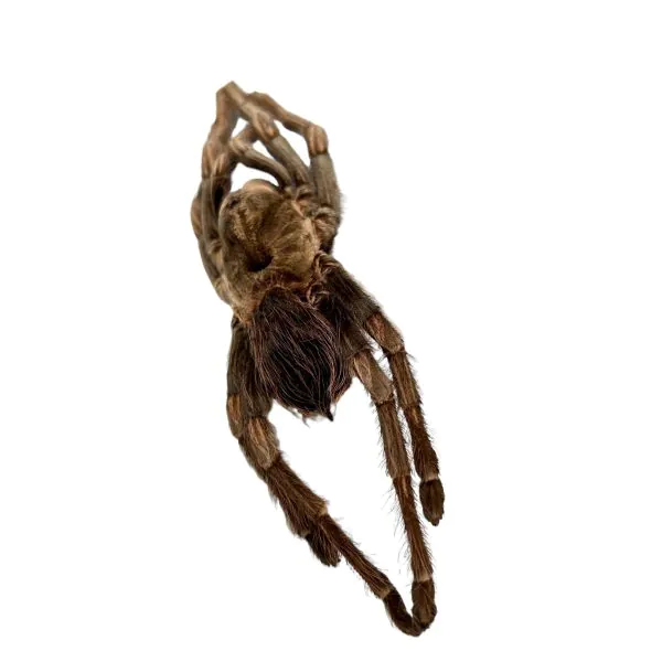 Brazilian Rusty Birdeater (Acanthoscurria ferina) - TaxidermyArtistry