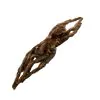 Brazilian Rusty Birdeater (Acanthoscurria ferina) - TaxidermyArtistry