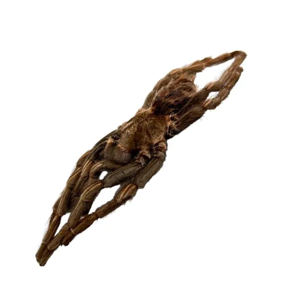 Brazilian Rusty Birdeater (Acanthoscurria ferina) - TaxidermyArtistry
