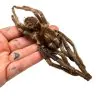 Brazilian Rusty Birdeater (Acanthoscurria ferina) - TaxidermyArtistry