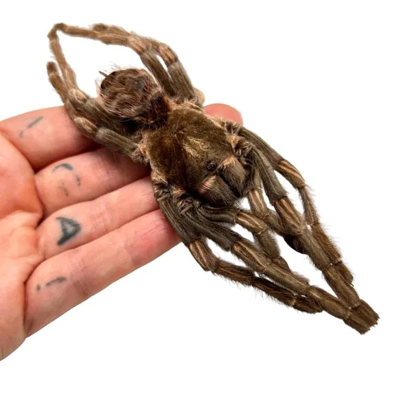Brazilian Rusty Birdeater (Acanthoscurria ferina) - TaxidermyArtistry