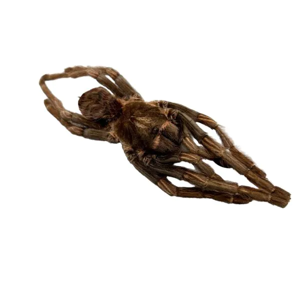 Brazilian Rusty Birdeater (Acanthoscurria ferina) - TaxidermyArtistry
