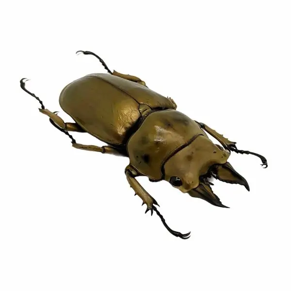 Bronze Golden Beetle Allotopus rosenbergi - TaxidermyArtistry