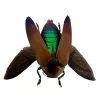 Brown Jewel Beetle (Metaxymorpha Apicalis) (SPREAD) Insect - TaxidermyArtistry