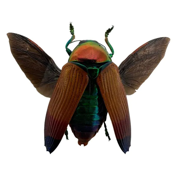 Brown Jewel Beetle (Metaxymorpha Apicalis) (SPREAD) Insect - TaxidermyArtistry