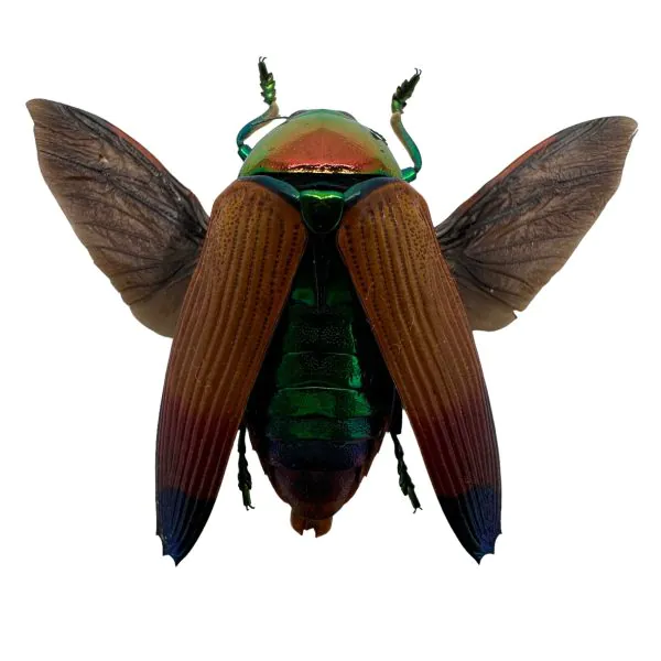 Brown Jewel Beetle (Metaxymorpha Apicalis) (SPREAD) Insect - TaxidermyArtistry