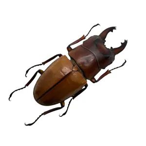 Brown Stag Beetle (Prosopocoilus occipitalis) Insect - TaxidermyArtistry