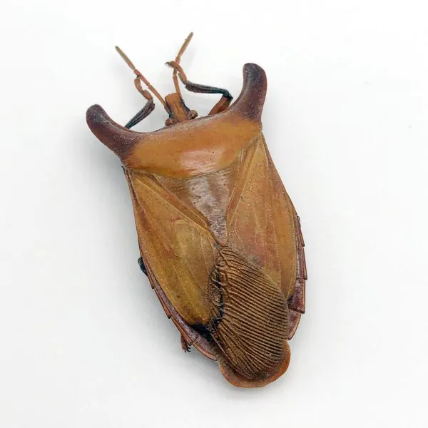 Bull-Horn Shield Bug (Eurypleura bicornis) - TaxidermyArtistry