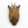 Bull-Horn Shield Bug (Eurypleura bicornis) - TaxidermyArtistry