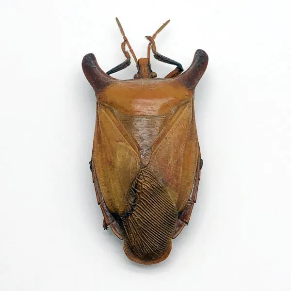 Bull-Horn Shield Bug (Eurypleura bicornis) - TaxidermyArtistry