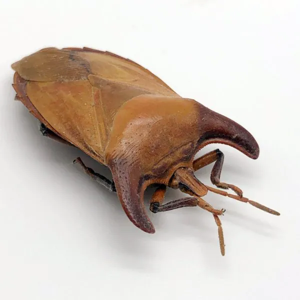 Bull-Horn Shield Bug (Eurypleura bicornis) - TaxidermyArtistry