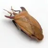 Bull-Horn Shield Bug (Eurypleura bicornis) - TaxidermyArtistry
