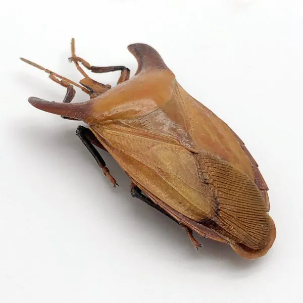 Bull-Horn Shield Bug (Eurypleura bicornis) - TaxidermyArtistry