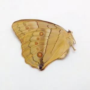 China Jungle Queen Stichophthalma neumogeni neumogeni Butterfly - TaxidermyArtistry