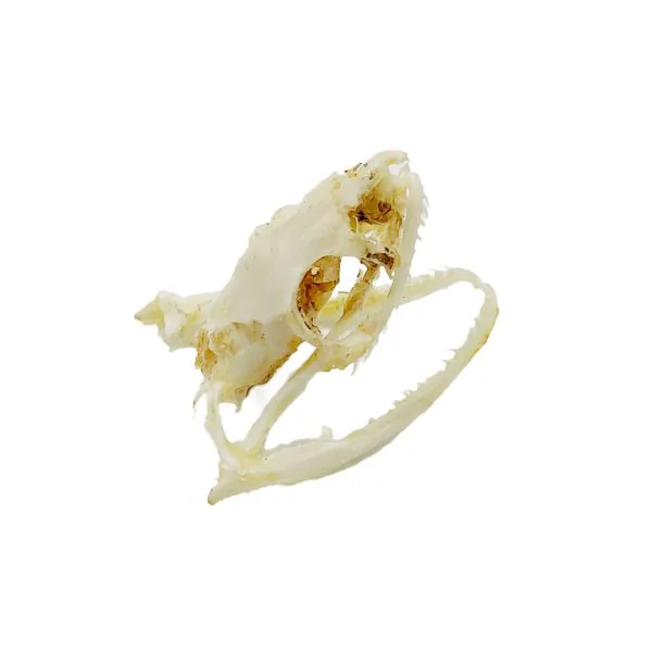 Chinese Rat Snake Skull Ptyas korros - TaxidermyArtistry