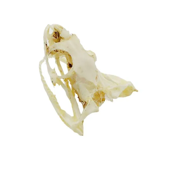 Chinese Rat Snake Skull Ptyas korros - TaxidermyArtistry