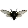 Cicada (Cryptotympana acuta) True Bug Insect - TaxidermyArtistry