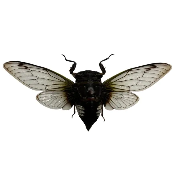 Cicada (Cryptotympana acuta) True Bug Insect - TaxidermyArtistry