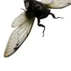 Cicada (Cryptotympana acuta) True Bug Insect - TaxidermyArtistry