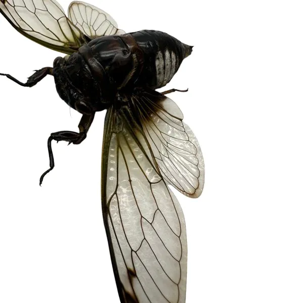 Cicada (Cryptotympana acuta) True Bug Insect - TaxidermyArtistry