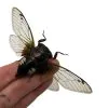 Cicada (Cryptotympana acuta) True Bug Insect - TaxidermyArtistry