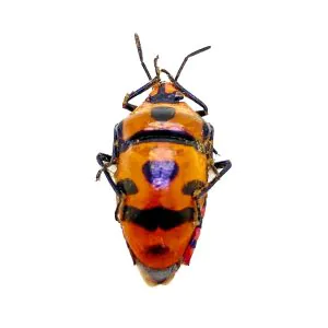 Clown Face Bug (Eucorysses javanus variabilis) - TaxidermyArtistry