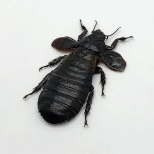 Cockroach (Panesthia angustipennis) - TaxidermyArtistry