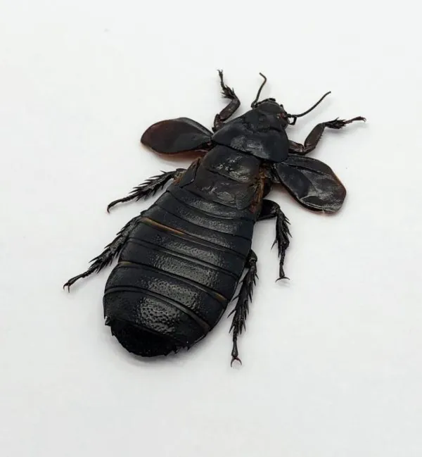 Cockroach (Panesthia angustipennis) - TaxidermyArtistry