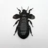 Cockroach (Panesthia angustipennis) - TaxidermyArtistry