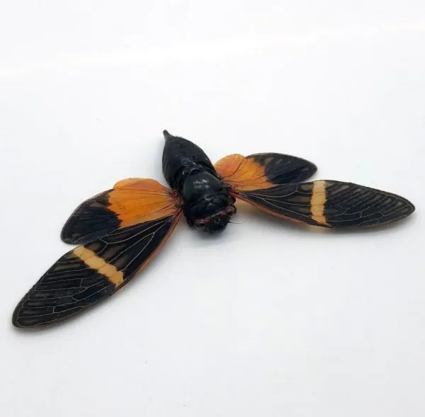 Colourful Orange Cicada (Tosena paviei) - TaxidermyArtistry