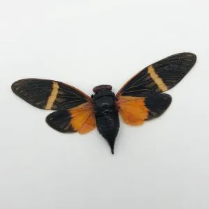 Colourful Orange Cicada (Tosena paviei) - TaxidermyArtistry