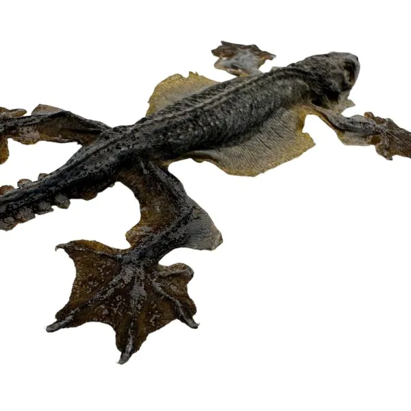 Common Flying Gecko (Ptychozoon kuhli) - TaxidermyArtistry