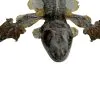 Common Flying Gecko (Ptychozoon kuhli) - TaxidermyArtistry