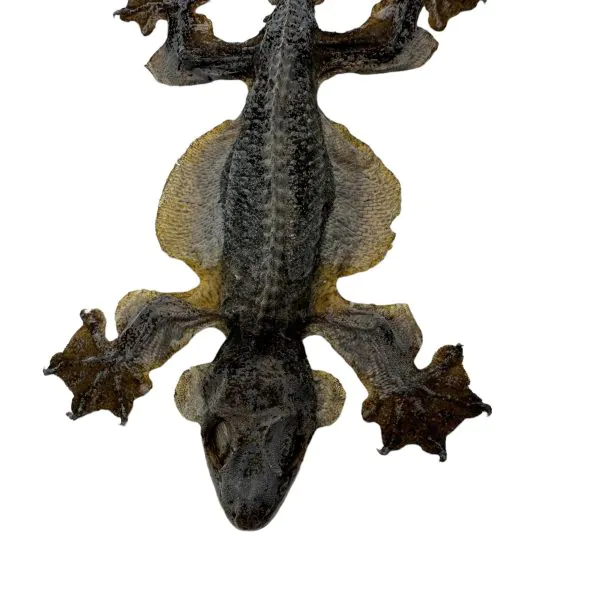 Common Flying Gecko (Ptychozoon kuhli) - TaxidermyArtistry