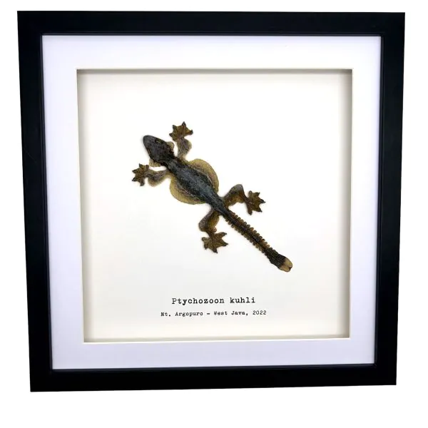 Common Flying Gecko (Ptychozoon kuhli) Framed Specimen - TaxidermyArtistry