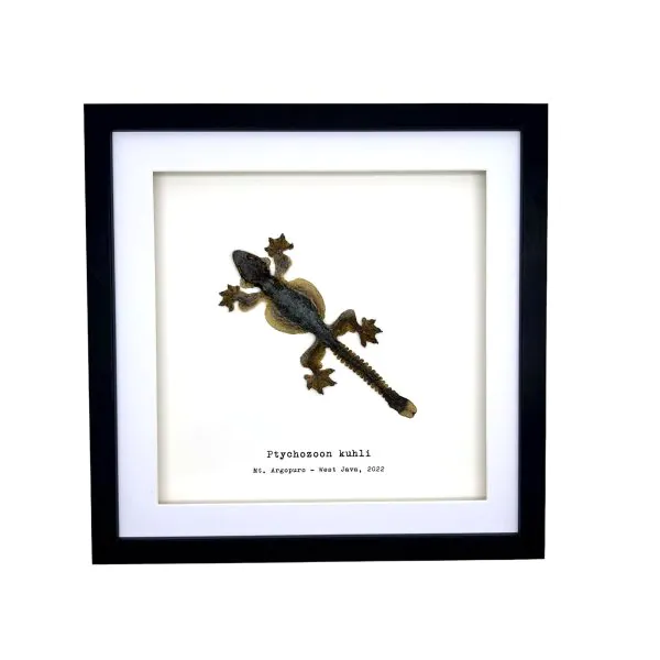 Common Flying Gecko (Ptychozoon kuhli) Framed Specimen - TaxidermyArtistry