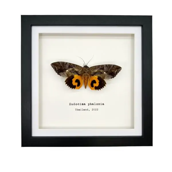 Common Fruit-Piercing Moth Frame (Eudocima phalonia) - TaxidermyArtistry