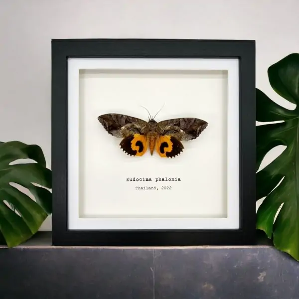 Common Fruit-Piercing Moth Frame (Eudocima phalonia) - TaxidermyArtistry