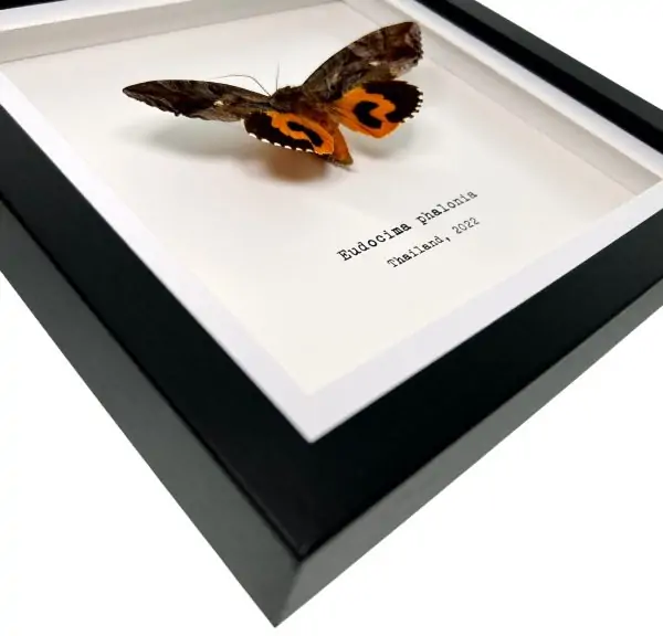 Common Fruit-Piercing Moth Frame (Eudocima phalonia) - TaxidermyArtistry