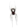 Common Harvestmen (Gonyleptidae) Spider - TaxidermyArtistry Common Harvestmen (Gonyleptidae) Spider - TaxidermyArtistry