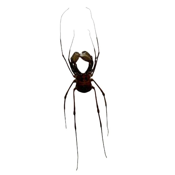Common Harvestmen (Gonyleptidae) Spider - TaxidermyArtistry Common Harvestmen (Gonyleptidae) Spider - TaxidermyArtistry