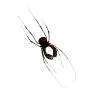 Common Harvestmen (Gonyleptidae) Spider - TaxidermyArtistry Common Harvestmen (Gonyleptidae) Spider - TaxidermyArtistry