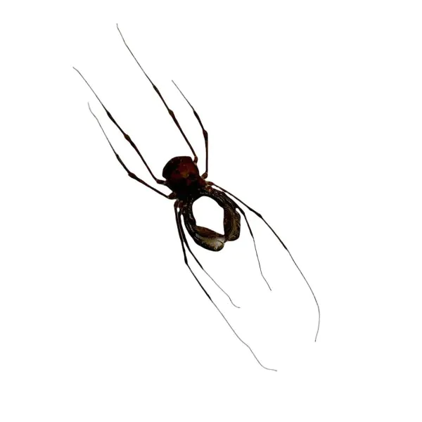 Common Harvestmen (Gonyleptidae) Spider - TaxidermyArtistry Common Harvestmen (Gonyleptidae) Spider - TaxidermyArtistry