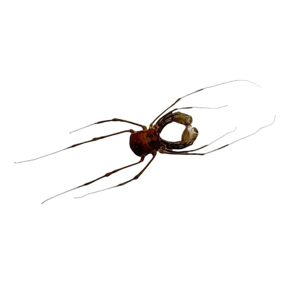 Common Harvestmen (Gonyleptidae) Spider - TaxidermyArtistry Common Harvestmen (Gonyleptidae) Spider - TaxidermyArtistry