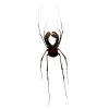 Common Harvestmen (Gonyleptidae) Spider - TaxidermyArtistry Common Harvestmen (Gonyleptidae) Spider - TaxidermyArtistry