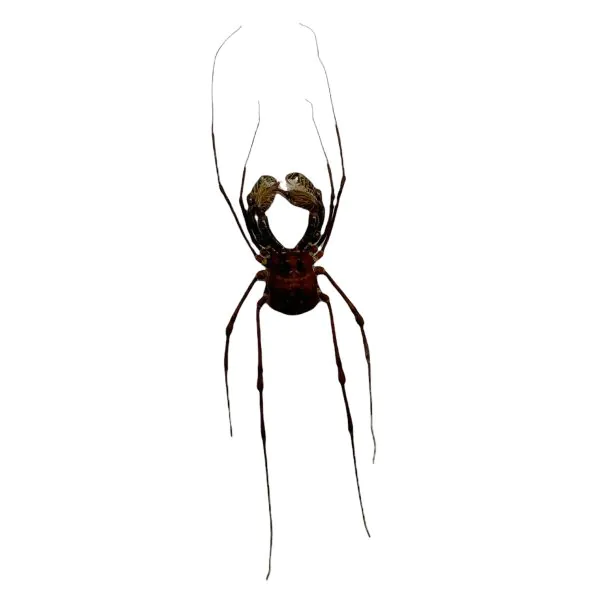 Common Harvestmen (Gonyleptidae) Spider - TaxidermyArtistry Common Harvestmen (Gonyleptidae) Spider - TaxidermyArtistry