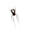 Common Harvestmen (Gonyleptidae) Spider - TaxidermyArtistry Common Harvestmen (Gonyleptidae) Spider - TaxidermyArtistry