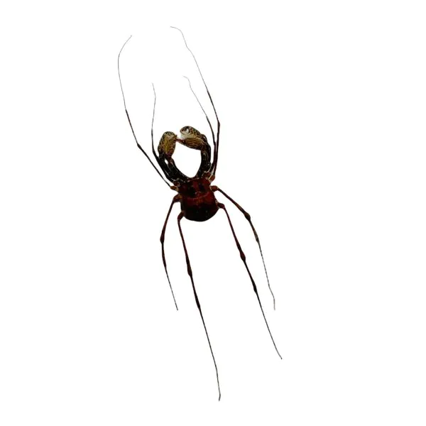 Common Harvestmen (Gonyleptidae) Spider - TaxidermyArtistry Common Harvestmen (Gonyleptidae) Spider - TaxidermyArtistry