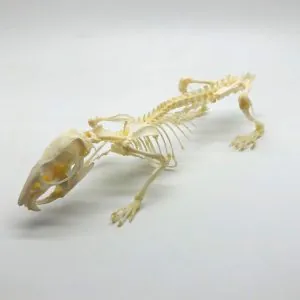 Common Rat Rattus norvegicus Full Skeleton - TaxidermyArtistry