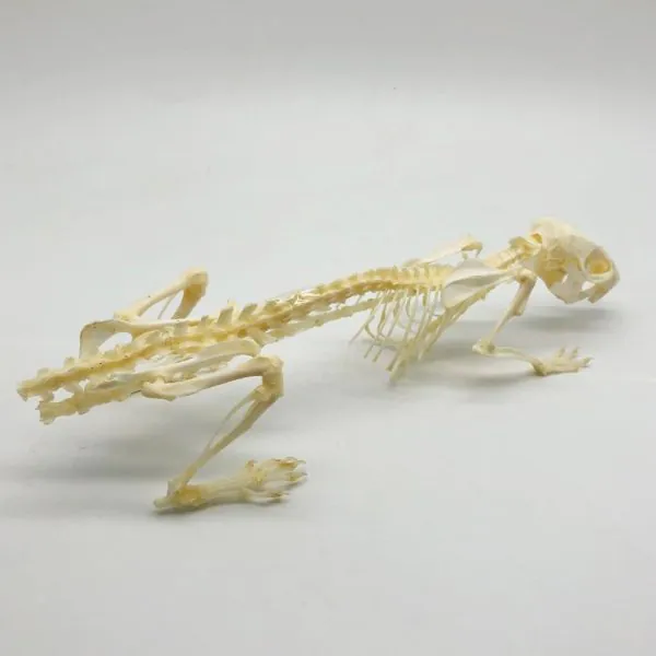 Common Rat Rattus norvegicus Full Skeleton - TaxidermyArtistry